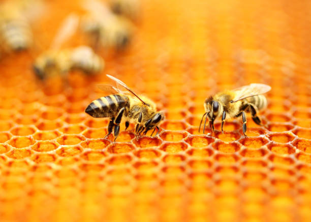 Bee Health and Hive Management on a Honey Farm