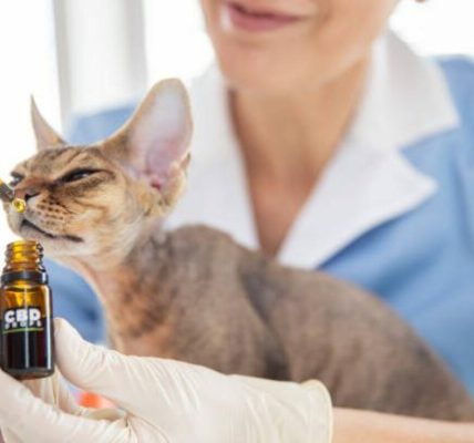 Unlocking the Healing Power of CBD for Your Feline Companion